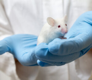 Report Uncovers Cruelty of Recreational Drug Experiments on Animals