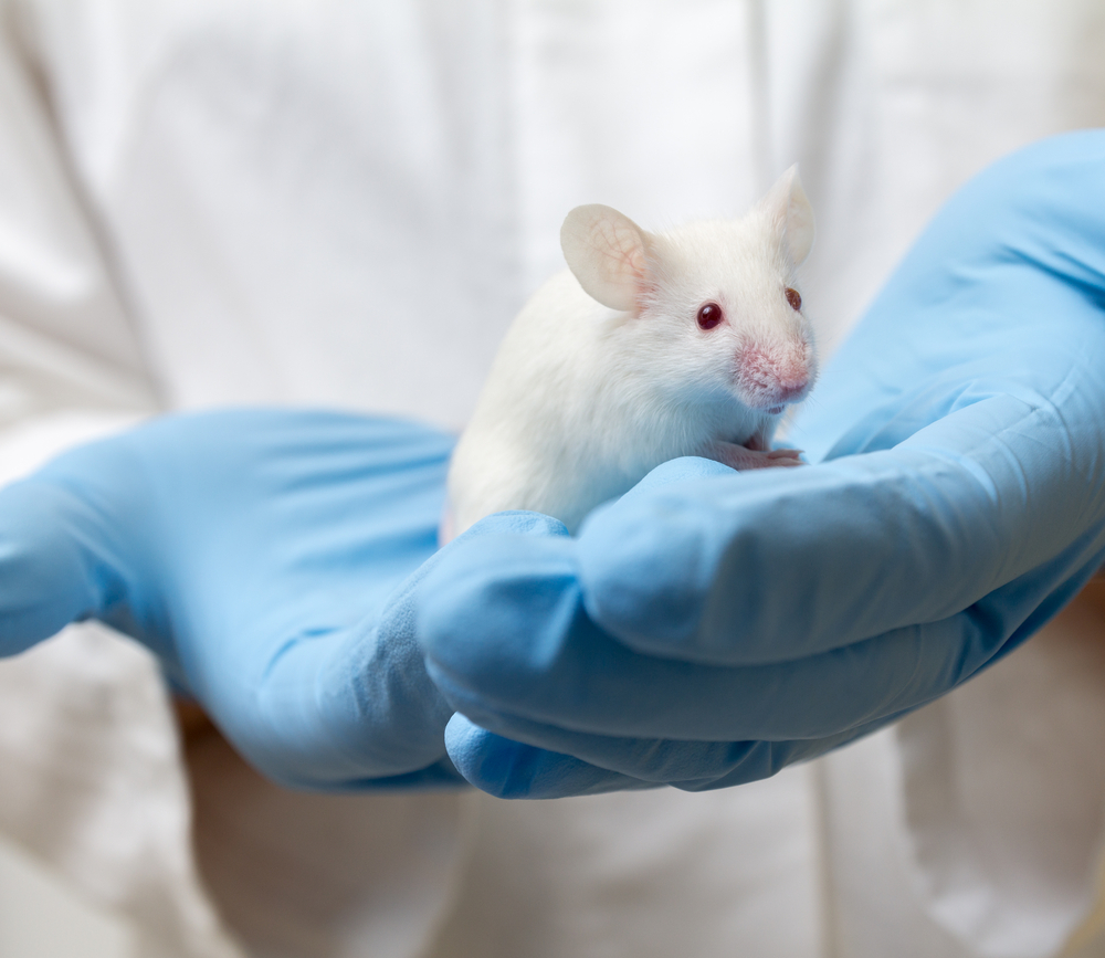 Report Uncovers Cruelty of Recreational Drug Experiments on Animals