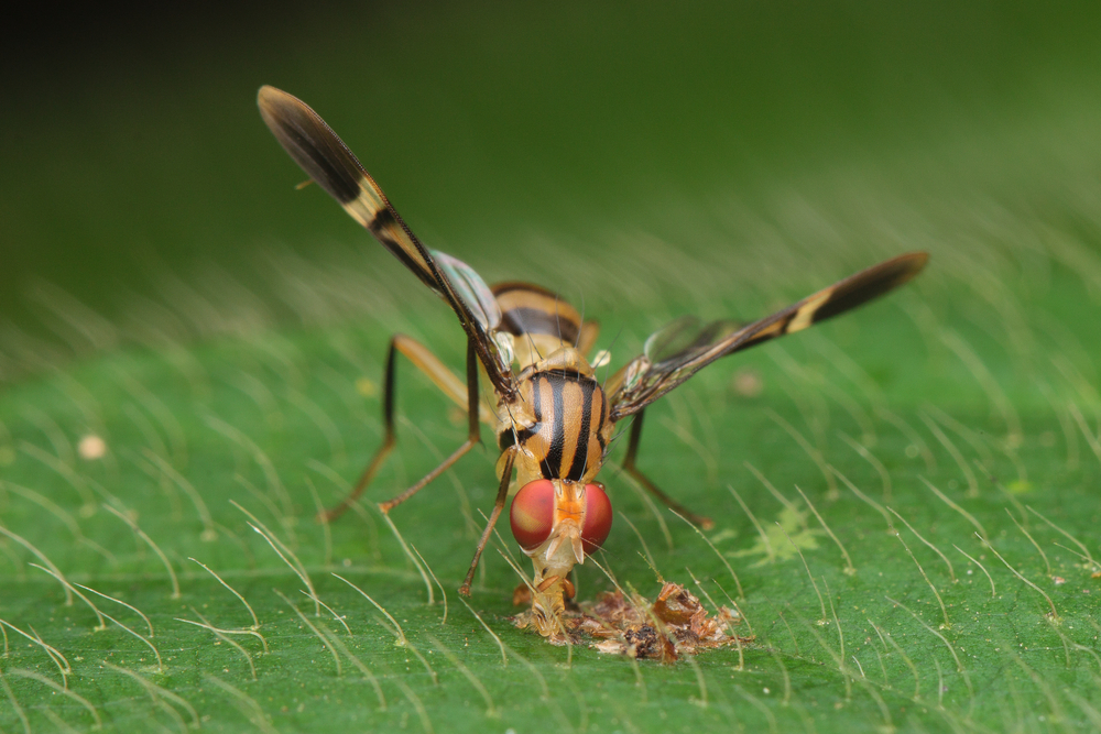 Could Drunk Fruit Flies Help Scientists Treat Alcohol Use Disorder?