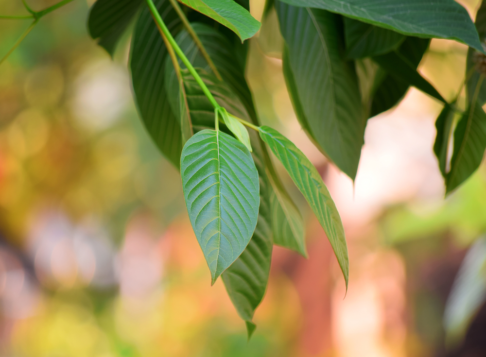 Kratom leaves
