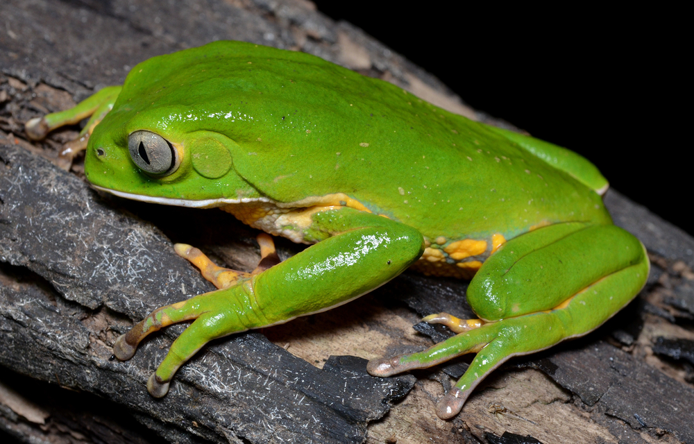Green tree frog