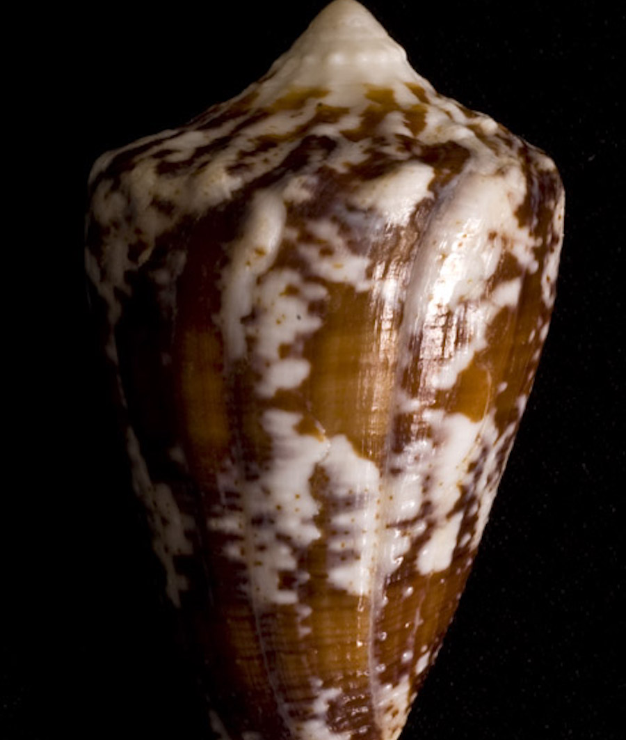 Conus Regius