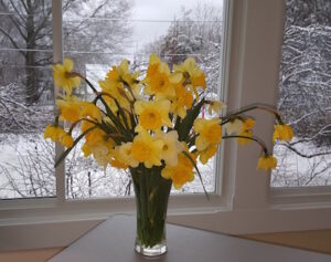 A vase of daffodils.