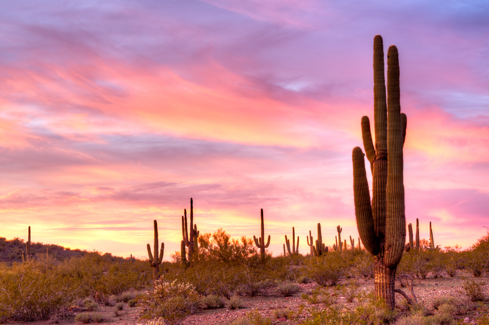 A Saguaro cactus in a desert silhouetted against pink clouds and sky, sunset
