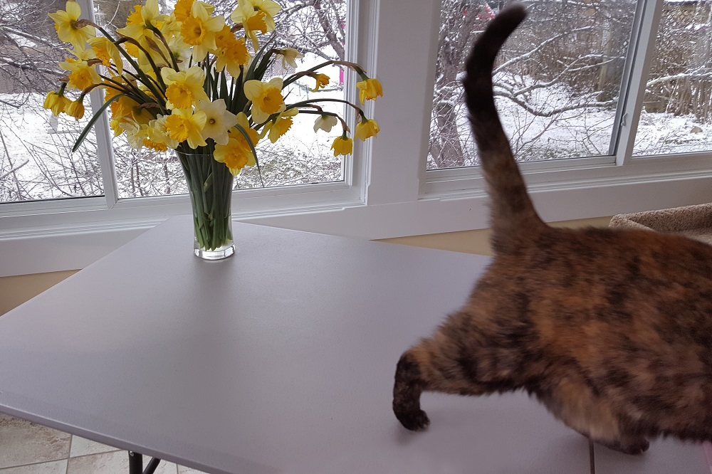 A cat running from behind a vase of flowers.