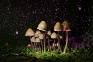 a small group of psilocybin