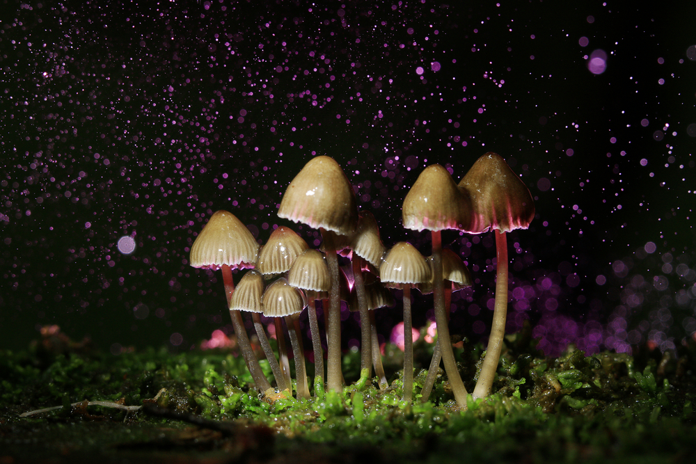 a small group of psilocybin
