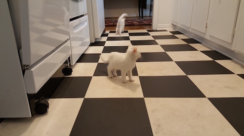 cat walking on a black and white tiled kitchen floor.