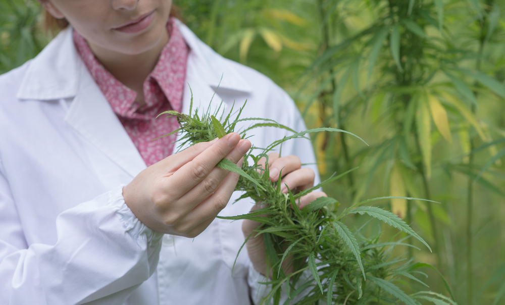 Female scientist in a hemp field checking plants and flowers