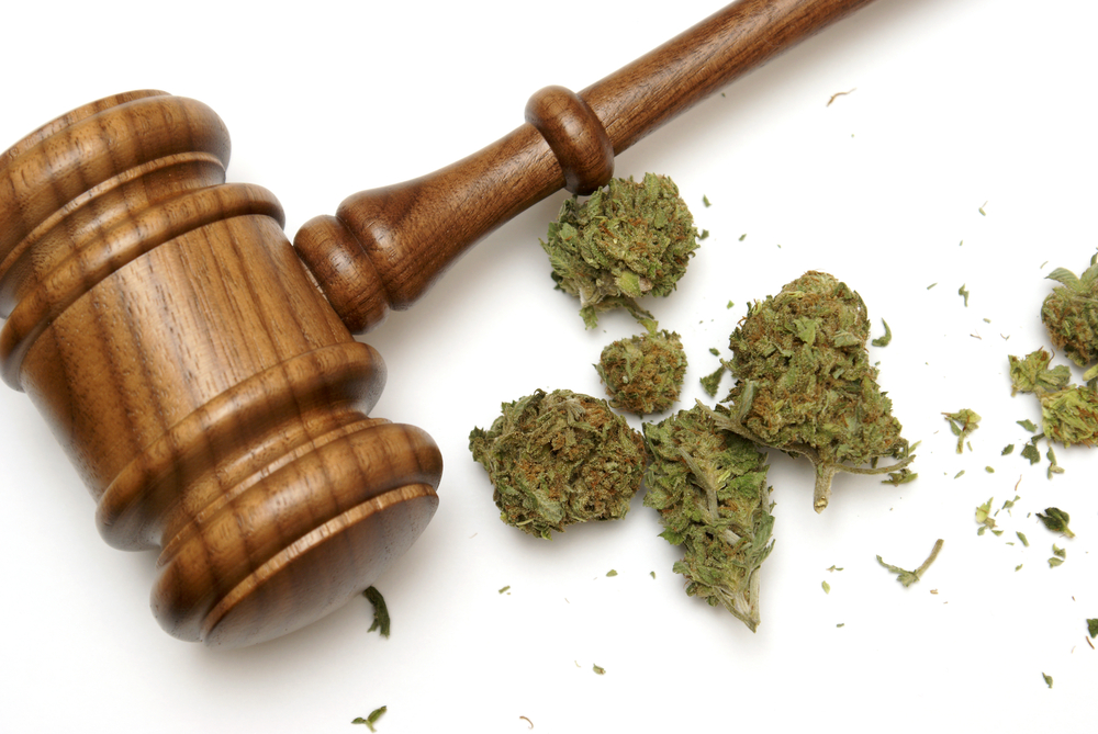 nuggets of marijuana alongside a gavel