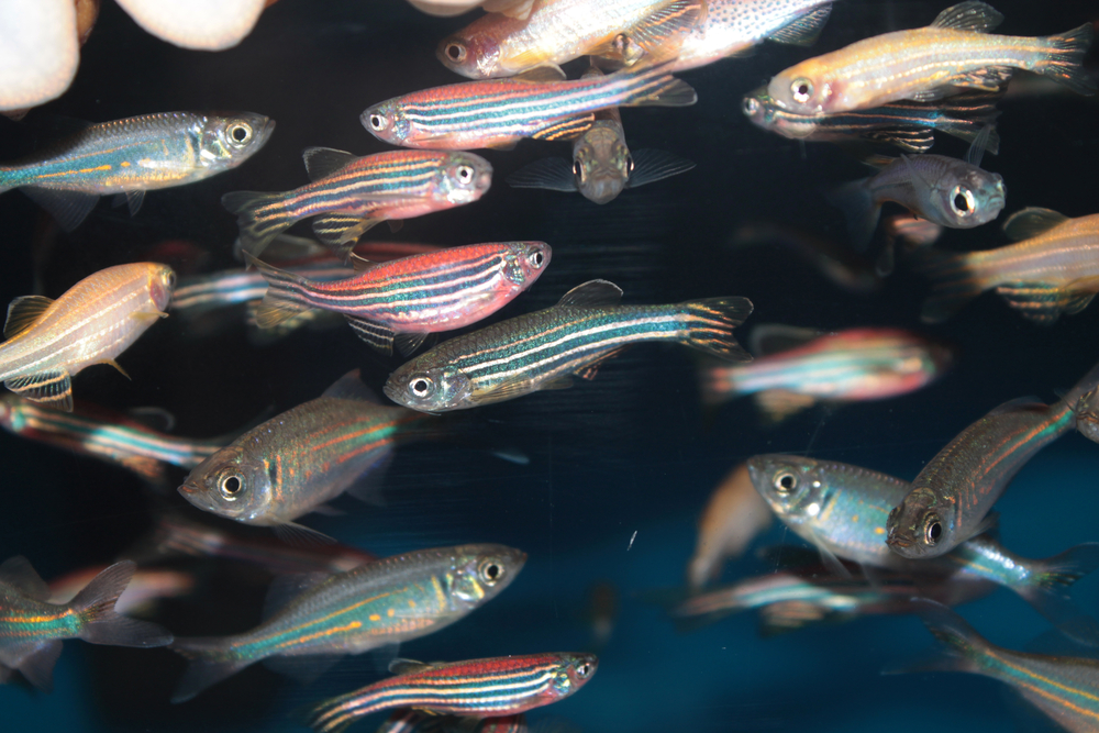 zebra fish