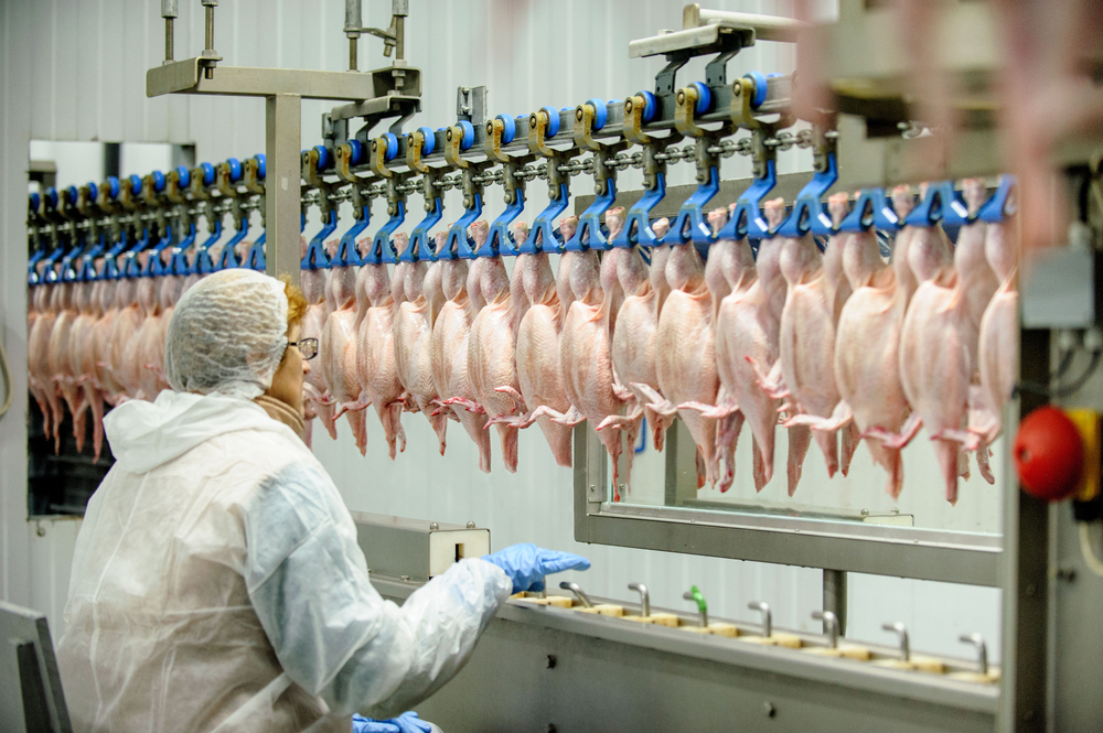 uniformed worker inside of a chicken processing plant
