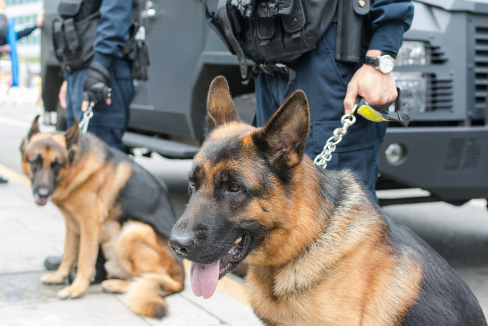 German Shepherd police drug dogs