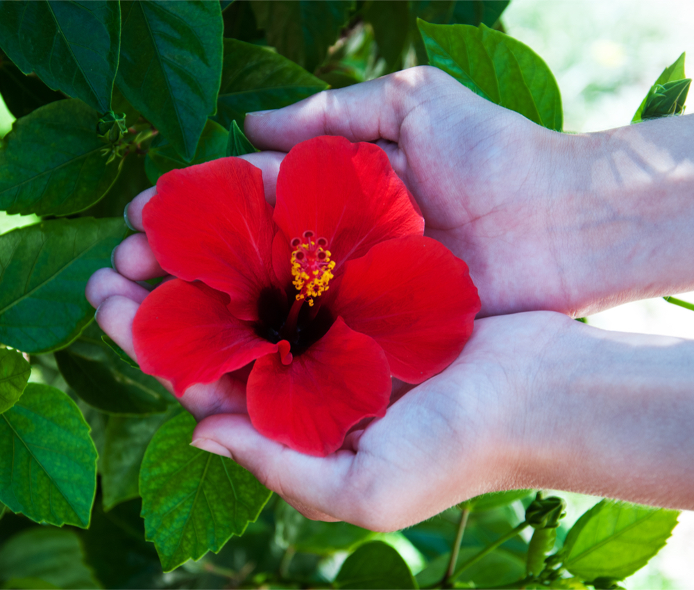 a woman's hands holding a red hibiscus plant