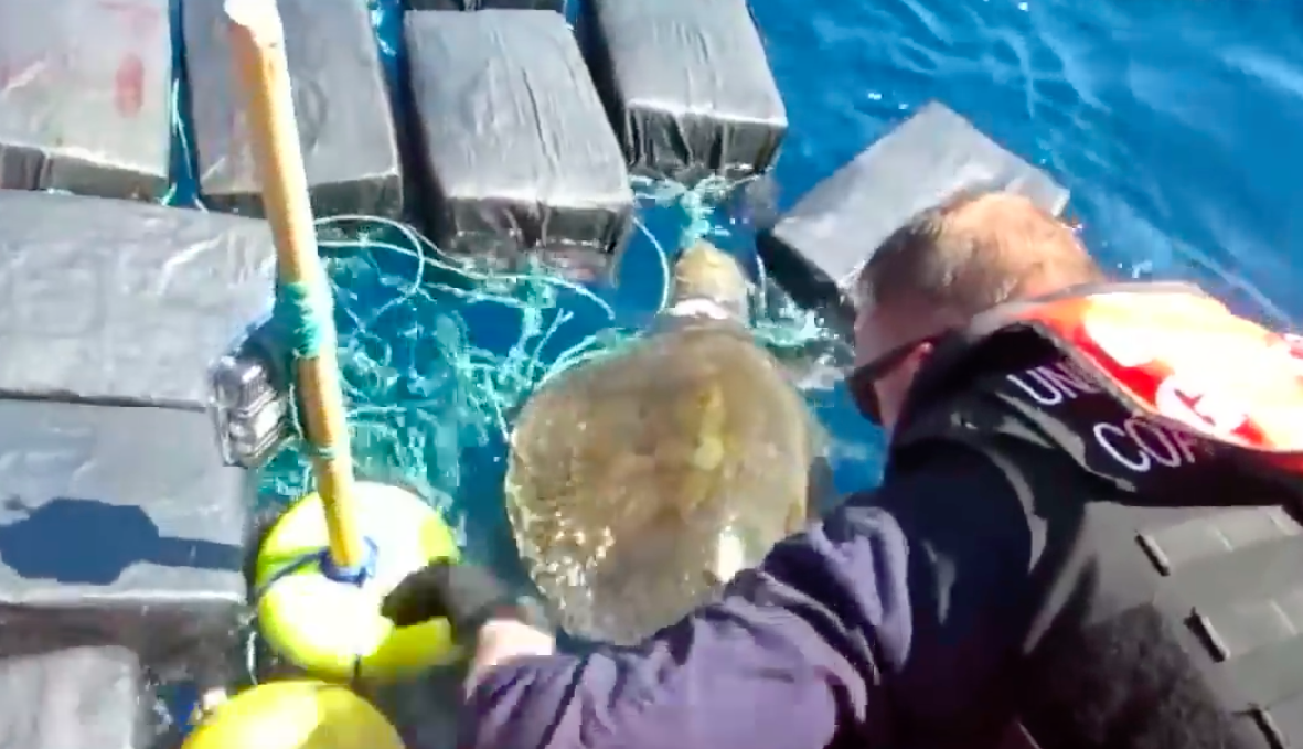 member of Coast Guard freeing the entangled sea turtle