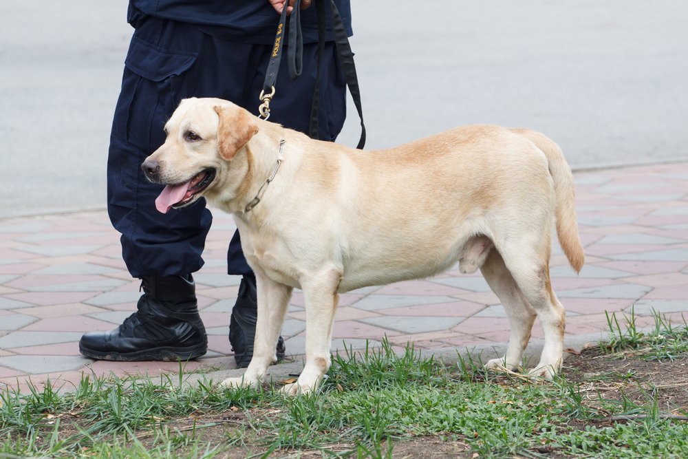 Police Dog with K-9 Unit