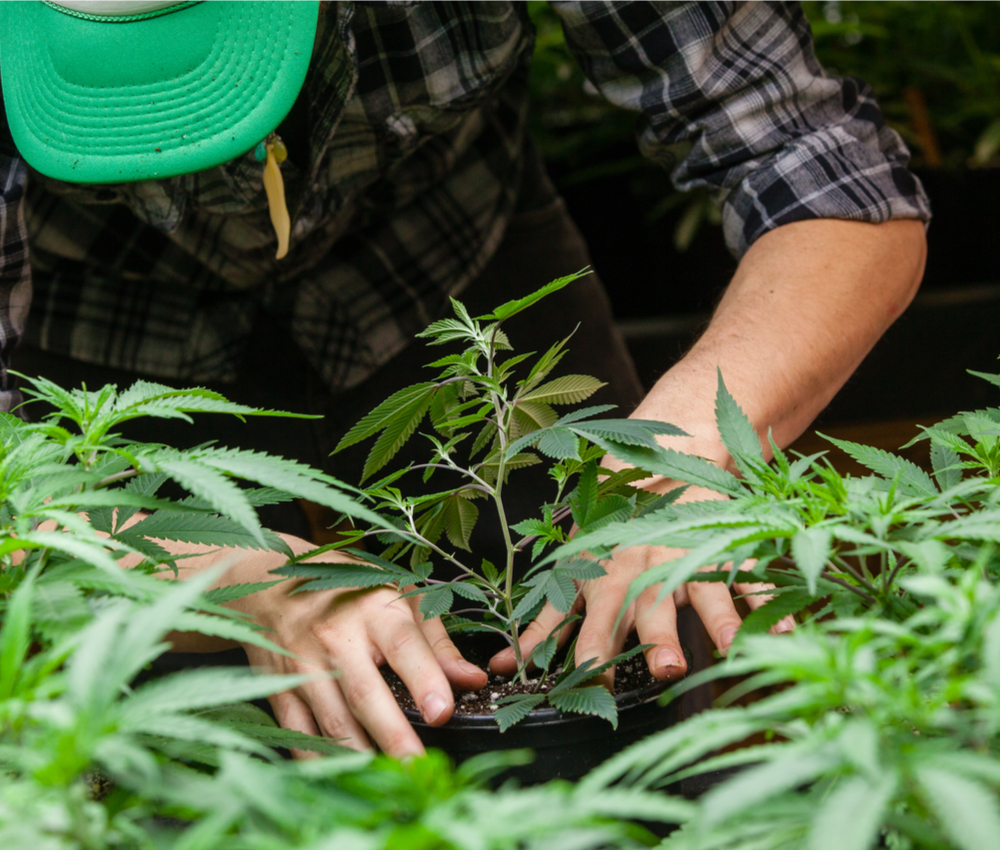 a farmer puts his marijuana plant into soil
