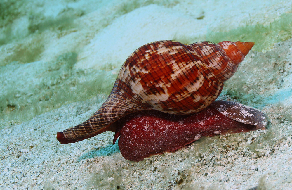 sea snail