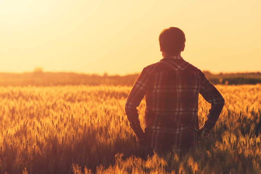Farmer in ripe wheat field planning harvest activity