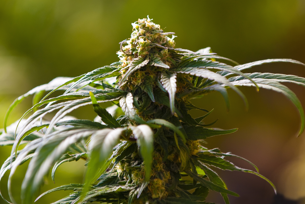 cannabis plant