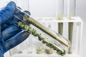 a gloved hand holding marijuana in test tubes