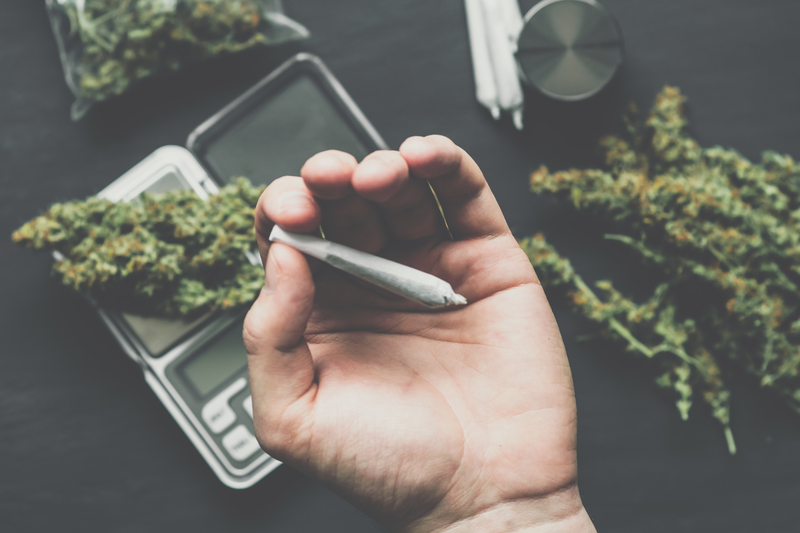 Cones of cannabis flowers lie on the scales close up