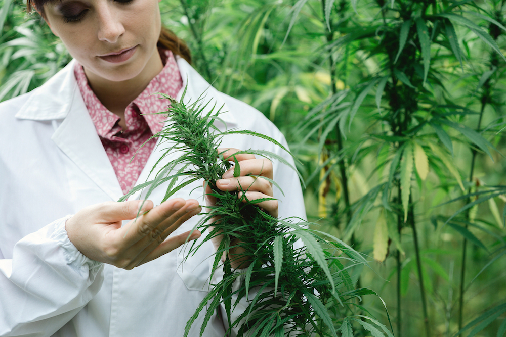 Scientist examining hemp flower