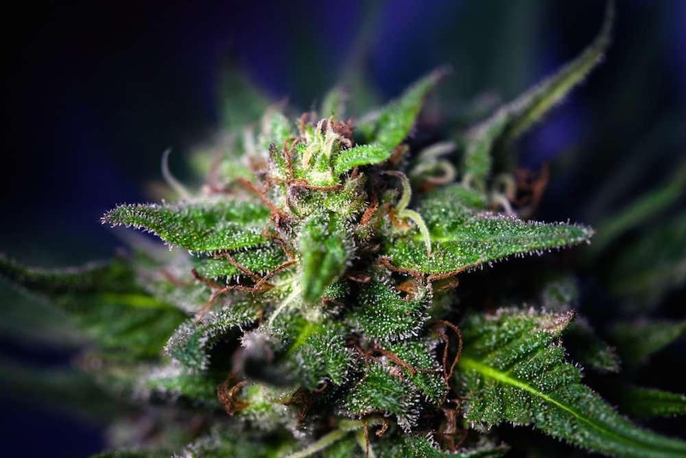 North Dakota MJ Legalization Measure Qualifies for November Ballot