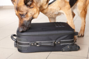 Sniffing dog inspects suitcase luggage for contraband or dangerous items.