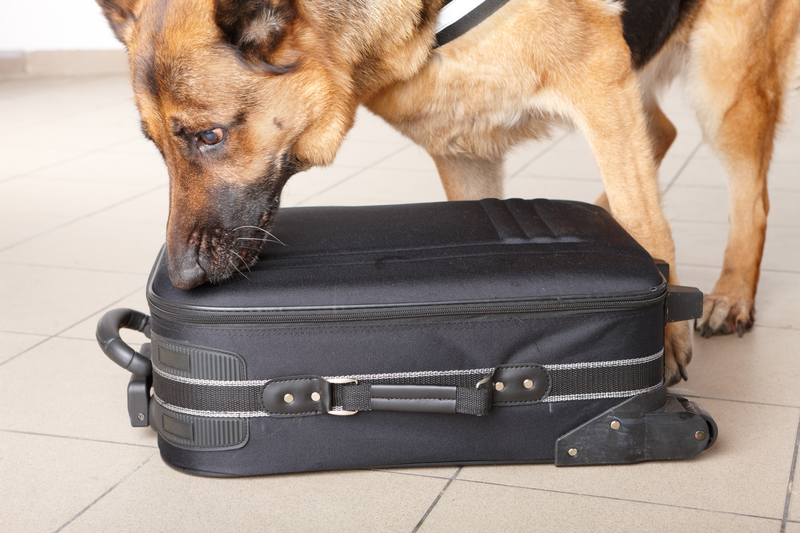 Sniffing dog inspects suitcase luggage for contraband or dangerous items.