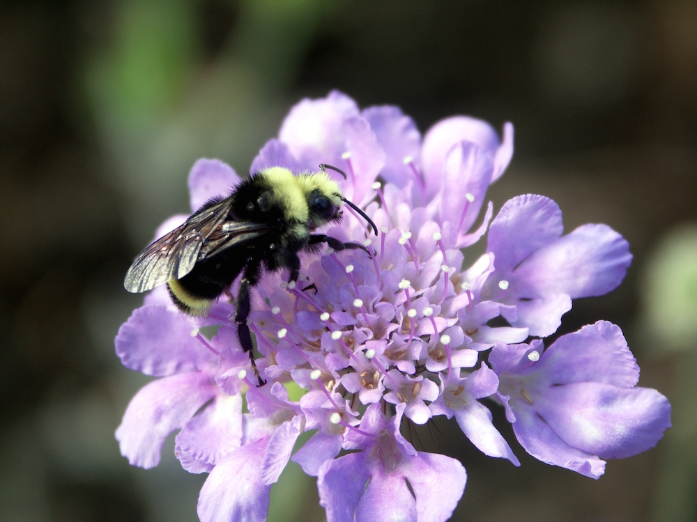 bumblebee on a flower