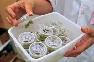 worker holding a tray with individual portions of cannabis