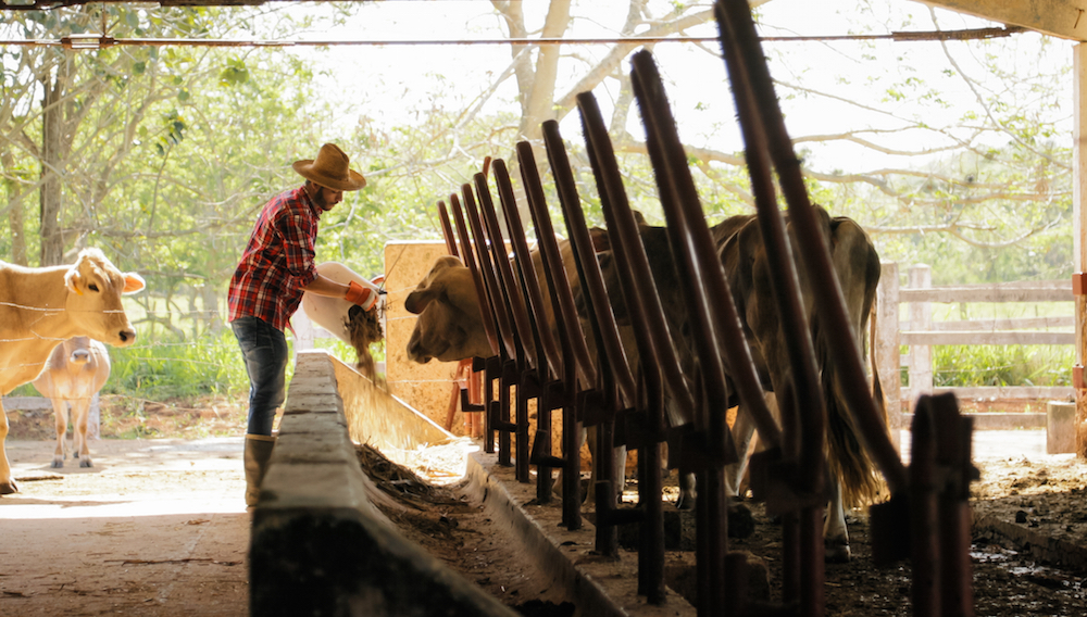 Farmer feeding cattle