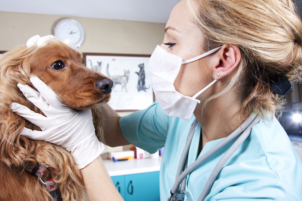 Vet inspecting dog after giving pet deworming drug that is used to cut cocaine