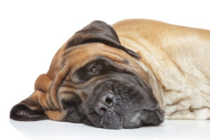 English mastiff sleep on white background