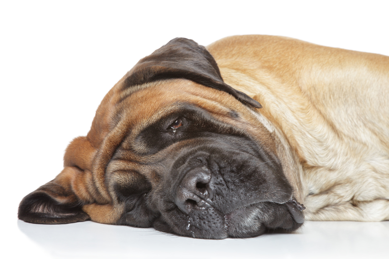 English mastiff sleep on white background
