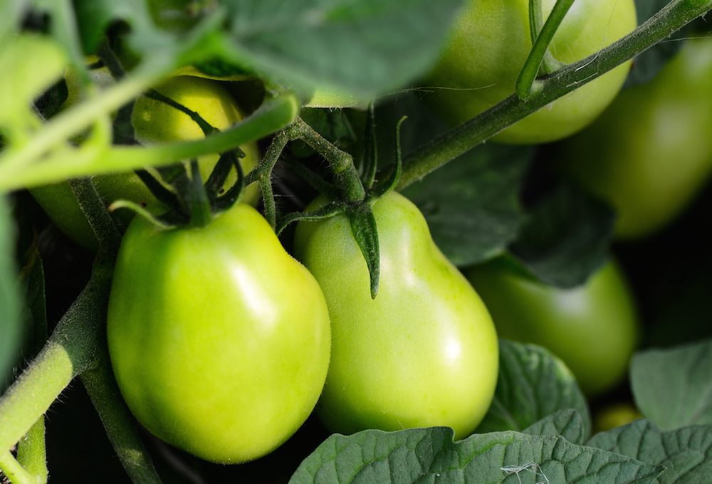 gardening in recovery