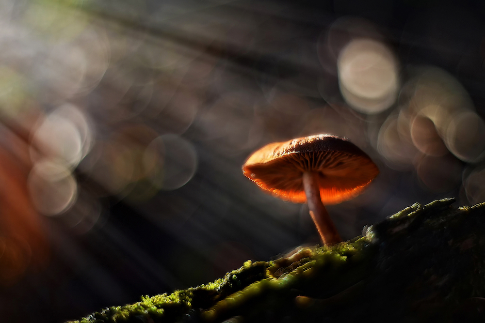psychedelic mushrooms are often used in microdosing