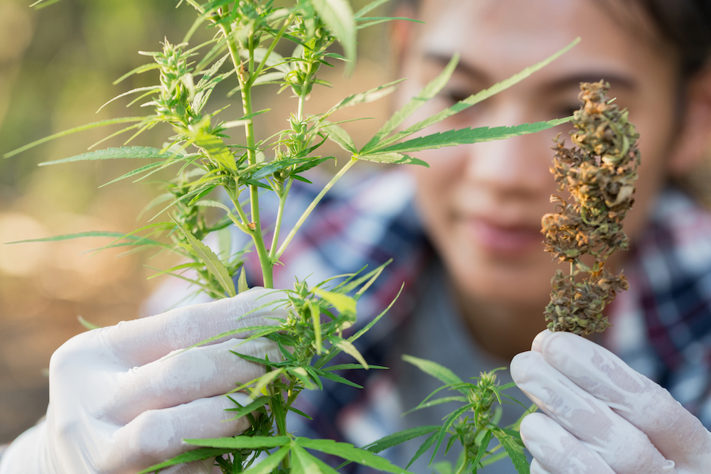woman examining cannabis plant