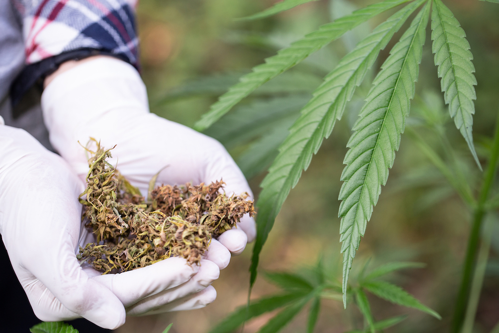 DEA agent holding a handful of marijuana before burning it