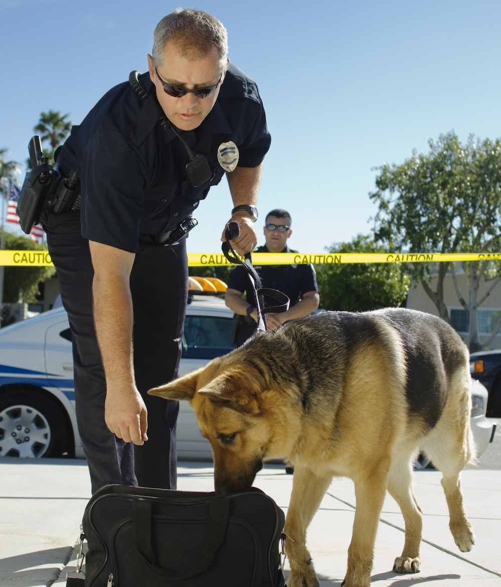 police k9 sniffing out a meth seizure