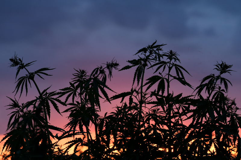 Silhouette of marijuana cannabis bushes on a background of bright red sunset.