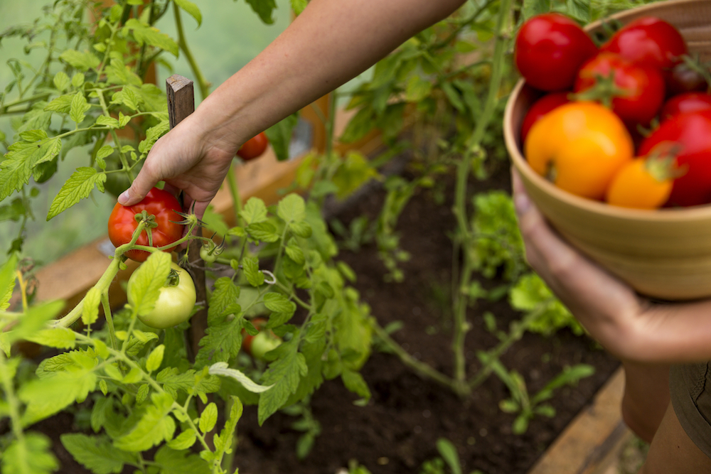 person picking tomatoes