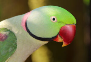 parrot lookout for drug dealers