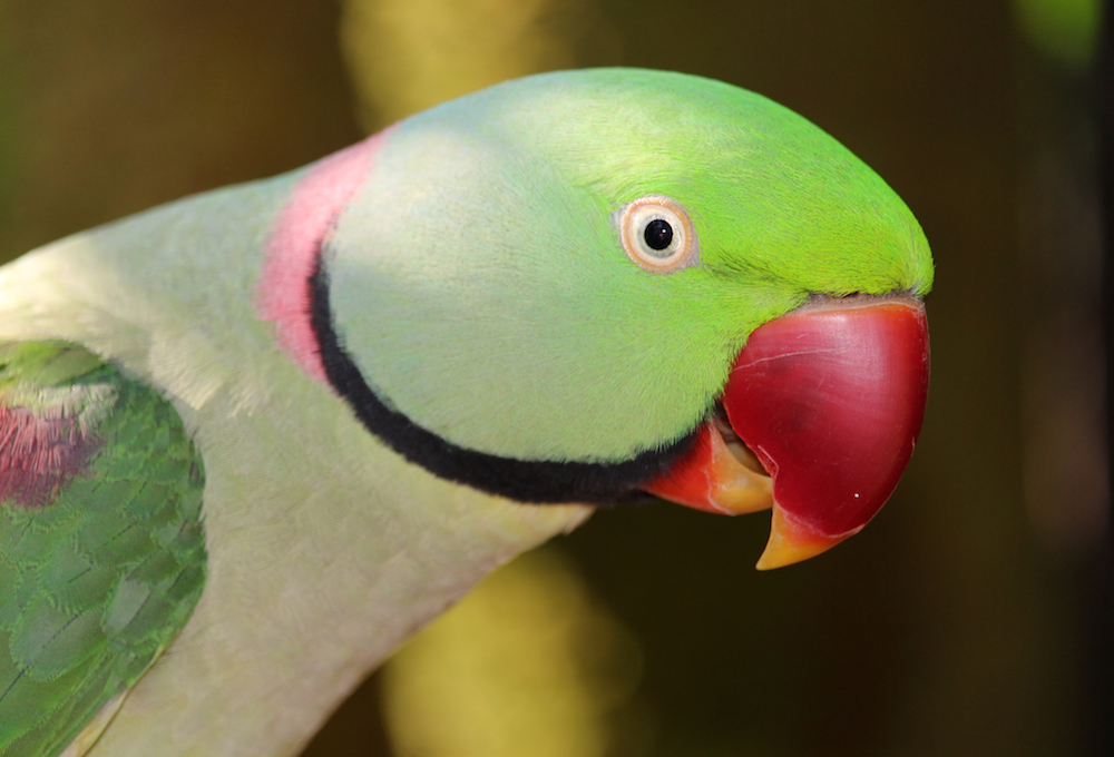 parrot lookout for drug dealers