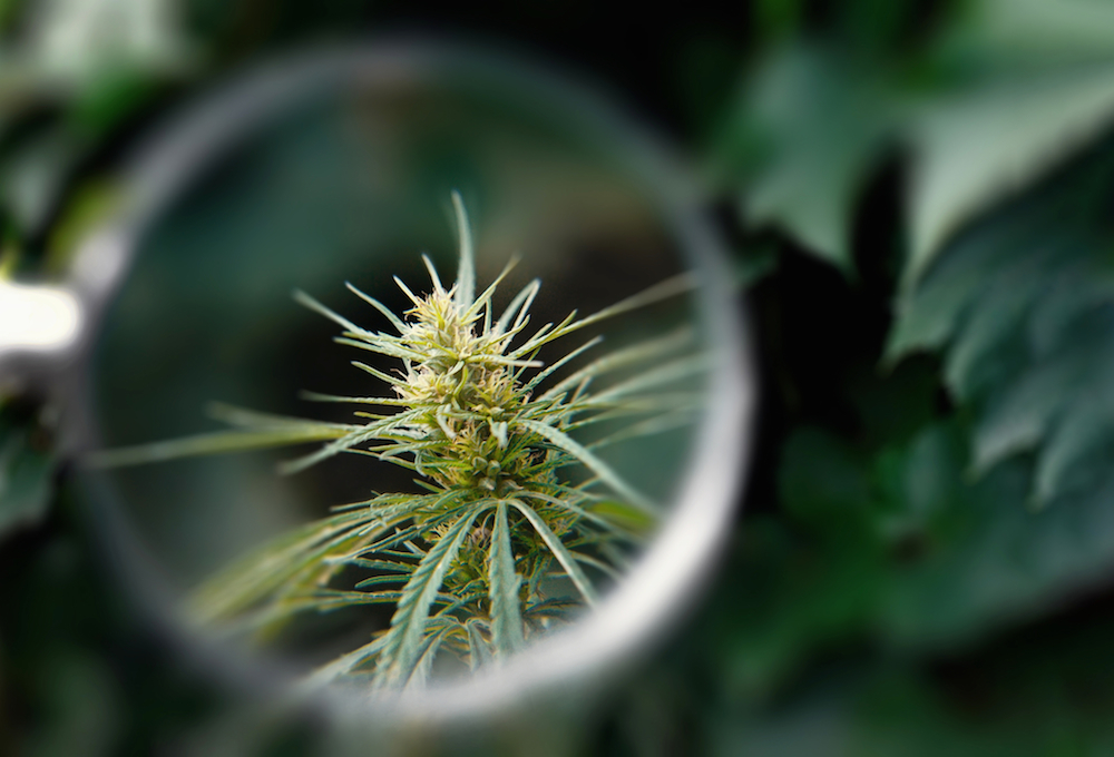 marijuana is still schedule i