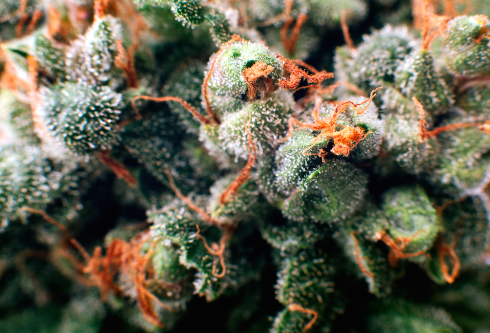 mexico may legalize marijuana