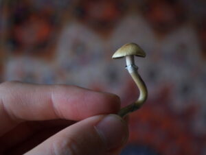 Psilocybin
