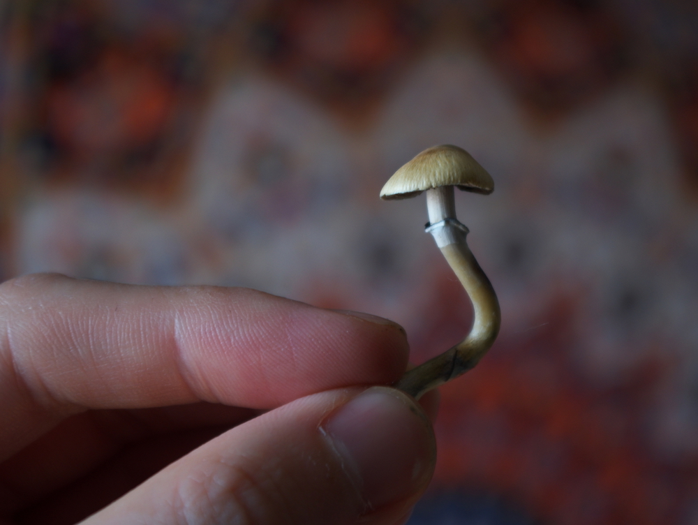 Psilocybin