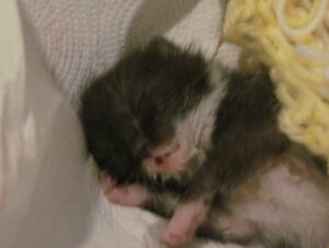 A newborn kitten, cared for by a surrogate father in AA